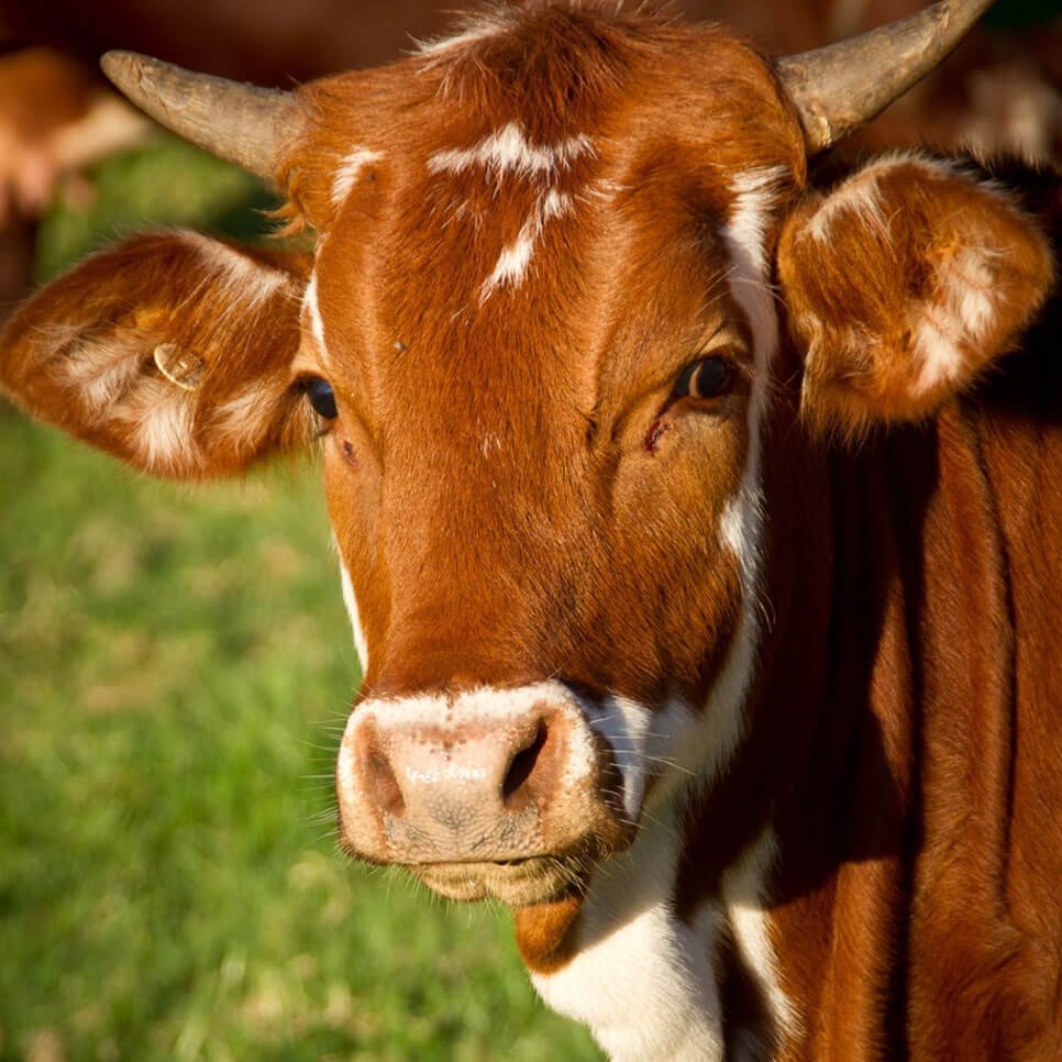 Pedigree Cattle